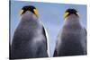 King penguin pair, South Georgia Island-Art Wolfe Wolfe-Stretched Canvas