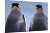 King penguin pair, South Georgia Island-Art Wolfe Wolfe-Mounted Photographic Print