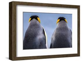 King penguin pair, South Georgia Island-Art Wolfe Wolfe-Framed Photographic Print
