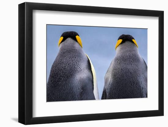 King penguin pair, South Georgia Island-Art Wolfe Wolfe-Framed Photographic Print