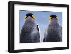 King penguin pair, South Georgia Island-Art Wolfe Wolfe-Framed Photographic Print