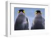 King penguin pair, South Georgia Island-Art Wolfe Wolfe-Framed Photographic Print