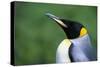 King Penguin Profile-Paul Souders-Stretched Canvas