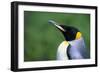 King Penguin Profile-Paul Souders-Framed Photographic Print