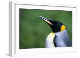 King Penguin Profile-Paul Souders-Framed Photographic Print