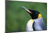 King Penguin Profile-Paul Souders-Mounted Photographic Print