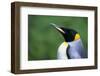 King Penguin Profile-Paul Souders-Framed Photographic Print