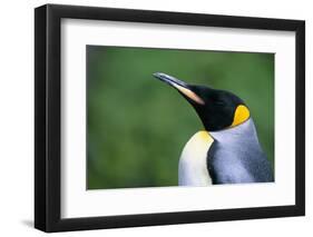 King Penguin Profile-Paul Souders-Framed Photographic Print