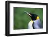 King Penguin Profile-Paul Souders-Framed Photographic Print