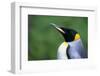 King Penguin Profile-Paul Souders-Framed Photographic Print