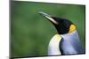 King Penguin Profile-Paul Souders-Mounted Photographic Print