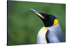 King Penguin Profile-Paul Souders-Stretched Canvas