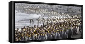 King penguin rookery at Salisbury Plain, South Georgia Islands.-Tom Norring-Framed Stretched Canvas