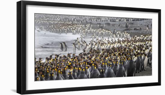 King penguin rookery at Salisbury Plain, South Georgia Islands.-Tom Norring-Framed Photographic Print