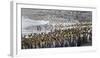 King penguin rookery at Salisbury Plain, South Georgia Islands.-Tom Norring-Framed Photographic Print