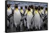 King penguin rookery at Salisbury Plain, South Georgia Islands.-Tom Norring-Framed Stretched Canvas