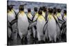 King penguin rookery at Salisbury Plain, South Georgia Islands.-Tom Norring-Stretched Canvas