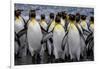 King penguin rookery at Salisbury Plain, South Georgia Islands.-Tom Norring-Framed Photographic Print