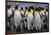 King penguin rookery at Salisbury Plain, South Georgia Islands.-Tom Norring-Framed Photographic Print