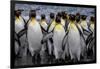 King penguin rookery at Salisbury Plain, South Georgia Islands.-Tom Norring-Framed Photographic Print