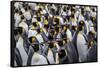 King penguin rookery at Salisbury Plain. South Georgia Islands.-Tom Norring-Framed Stretched Canvas