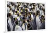 King penguin rookery at Salisbury Plain. South Georgia Islands.-Tom Norring-Framed Photographic Print