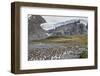 King Penguin rookery in Gold Harbour. South Georgia Island-Martin Zwick-Framed Photographic Print