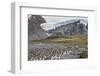 King Penguin rookery in Gold Harbour. South Georgia Island-Martin Zwick-Framed Photographic Print