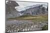 King Penguin rookery in Gold Harbour. South Georgia Island-Martin Zwick-Mounted Photographic Print