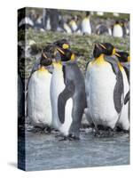 King Penguin rookery in St. Andrews Bay. Adults molting. South Georgia Island-Martin Zwick-Stretched Canvas