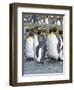King Penguin rookery in St. Andrews Bay. Adults molting. South Georgia Island-Martin Zwick-Framed Photographic Print