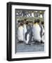 King Penguin rookery in St. Andrews Bay. Adults molting. South Georgia Island-Martin Zwick-Framed Photographic Print