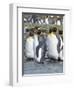 King Penguin rookery in St. Andrews Bay. Adults molting. South Georgia Island-Martin Zwick-Framed Photographic Print