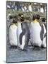 King Penguin rookery in St. Andrews Bay. Adults molting. South Georgia Island-Martin Zwick-Mounted Photographic Print