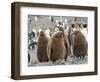 King Penguin rookery in St. Andrews Bay. Chick in typical brown plumage Antarctica-Martin Zwick-Framed Photographic Print