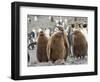 King Penguin rookery in St. Andrews Bay. Chick in typical brown plumage Antarctica-Martin Zwick-Framed Photographic Print