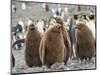 King Penguin rookery in St. Andrews Bay. Chick in typical brown plumage Antarctica-Martin Zwick-Mounted Photographic Print