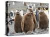 King Penguin rookery in St. Andrews Bay. Chick in typical brown plumage Antarctica-Martin Zwick-Stretched Canvas