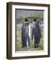 King Penguin rookery in St. Andrews Bay. Courtship behavior. South Georgia Island-Martin Zwick-Framed Photographic Print