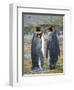 King Penguin rookery in St. Andrews Bay. Courtship behavior. South Georgia Island-Martin Zwick-Framed Photographic Print