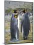 King Penguin rookery in St. Andrews Bay. Courtship behavior. South Georgia Island-Martin Zwick-Mounted Photographic Print