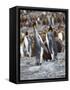 King Penguin rookery in St. Andrews Bay. Feeding behavior. South Georgia Island-Martin Zwick-Framed Stretched Canvas