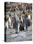 King Penguin rookery in St. Andrews Bay. Feeding behavior. South Georgia Island-Martin Zwick-Stretched Canvas