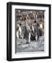 King Penguin rookery in St. Andrews Bay. Feeding behavior. South Georgia Island-Martin Zwick-Framed Photographic Print