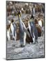King Penguin rookery in St. Andrews Bay. Feeding behavior. South Georgia Island-Martin Zwick-Mounted Photographic Print