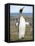 King Penguin rookery in St. Andrews Bay. South Georgia Island-Martin Zwick-Framed Stretched Canvas