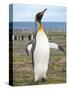 King Penguin rookery in St. Andrews Bay. South Georgia Island-Martin Zwick-Stretched Canvas