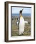 King Penguin rookery in St. Andrews Bay. South Georgia Island-Martin Zwick-Framed Photographic Print