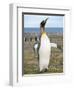 King Penguin rookery in St. Andrews Bay. South Georgia Island-Martin Zwick-Framed Photographic Print
