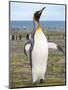 King Penguin rookery in St. Andrews Bay. South Georgia Island-Martin Zwick-Mounted Photographic Print